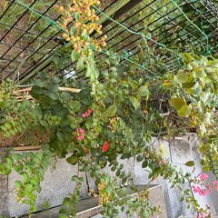 さるすべり百日紅1本　樹高70約７０ｃm前後　幅は約80cm位の画像