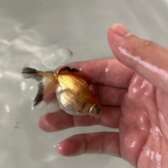 金魚 蝶尾 当歳魚 約7cmの画像