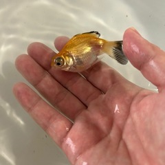 金魚 蝶尾 当歳魚 約7cmの画像