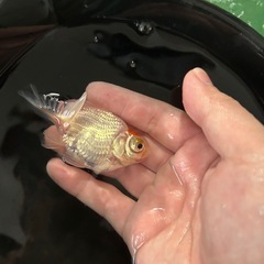 金魚 蝶尾 当歳 約8cmの画像