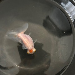 金魚 蝶尾 当歳 約8cmの画像