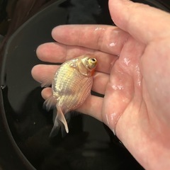 金魚 蝶尾 当歳 約8cmの画像