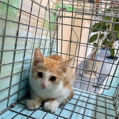 長毛クリーム茶白♡2〜3ヶ月♡3兄弟 - 猫