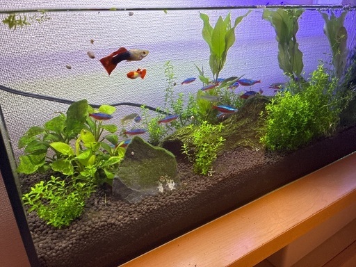 ?アクアリウム　熱帯魚　水草　フル装備！?