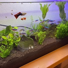 🉐アクアリウム　熱帯魚　水草　フル装備！🉐の画像