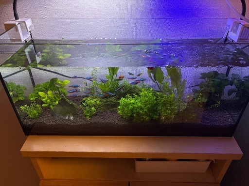 ?アクアリウム　熱帯魚　水草　フル装備！?