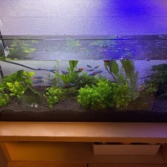 🉐アクアリウム　熱帯魚　水草　フル装備！🉐の画像