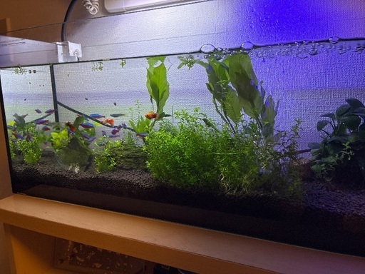 ?アクアリウム　熱帯魚　水草　フル装備！?