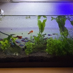 🉐アクアリウム　熱帯魚　水草　フル装備！🉐の画像