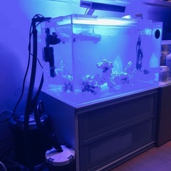 海水魚水槽セットの画像