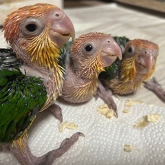 ✨️シロハラbaby  1ヶ月✨️