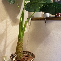 造りものの観葉植物の画像