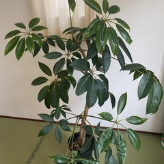 観葉植物　ツピダンサスの画像