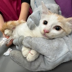 2〜3ヶ月♡長毛も！茶白の3兄弟♡