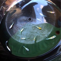 輝きの💐yurisisメダカ.幼魚若魚１０匹の画像