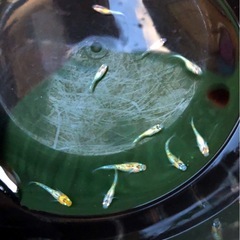輝きの💐yurisisメダカ.幼魚若魚１０匹の画像