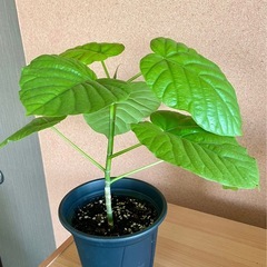 ウンベラータ　鉢植え　観葉植物の画像