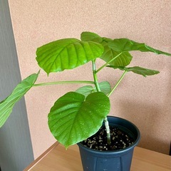 ウンベラータ　鉢植え　観葉植物の画像