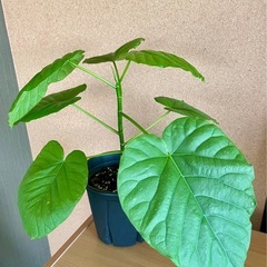 ウンベラータ　鉢植え　観葉植物の画像
