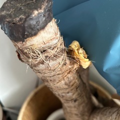 観葉植物　ユッカ　7号の画像