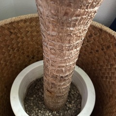 観葉植物　ユッカ　7号の画像