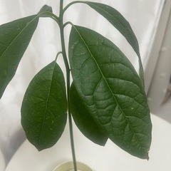 植物 アボカド　実生苗　の画像