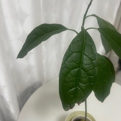 植物 アボカド　実生苗　の画像