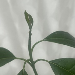 植物 アボカド　実生苗　の画像