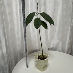 植物 アボカド　実生苗　の画像