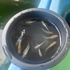 天界メダカの画像
