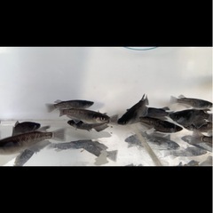 メダカ　ミッドナイトフリル　漆黒　1♂2♀トリオ　500円の画像