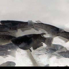 メダカ　ミッドナイトフリル　漆黒　1♂2♀トリオ　500円の画像