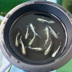 エメキンメダカの画像