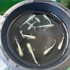 エメキンメダカの画像