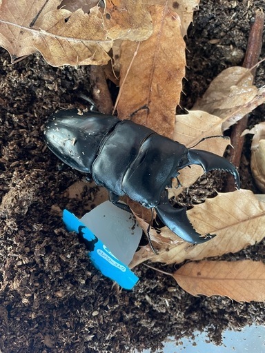 スマトラオオヒラタ