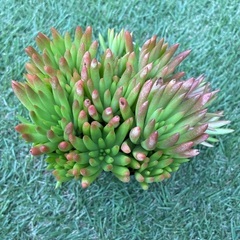 爪蓮華多肉植物の画像