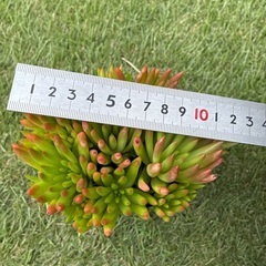 爪蓮華多肉植物の画像