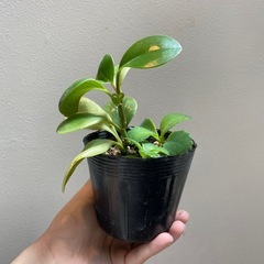ペペロミア　コダカラベンケイ　植物の画像