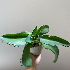 コダカラベンケイ　植物の画像
