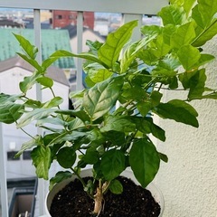 　マツリカ　ジャスミン　　　 の画像