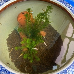 植木鉢の画像