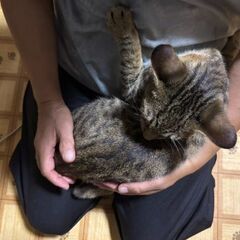 お願いします^. .^ ੭ - 猫
