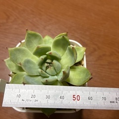多肉植物チワワエンシスの画像