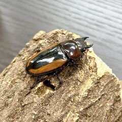 【成虫】フルストルファーノコギリクワガタ【メス単】の画像