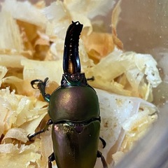 パプアキンイロクワガタの画像