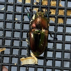パプアキンイロクワガタの画像