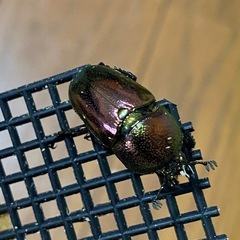 パプアキンイロクワガタの画像