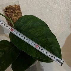 モンステラ　デュビアの画像