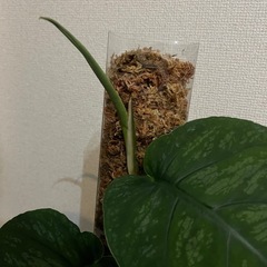 モンステラ　デュビアの画像