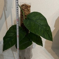 モンステラ　デュビアの画像